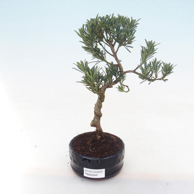Pokojová bonsai - Podocarpus - Kamenný tis PB220249