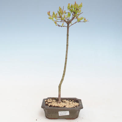 Venkovní bonsai - Acer ginala - Javor ohnivý VB2020-252