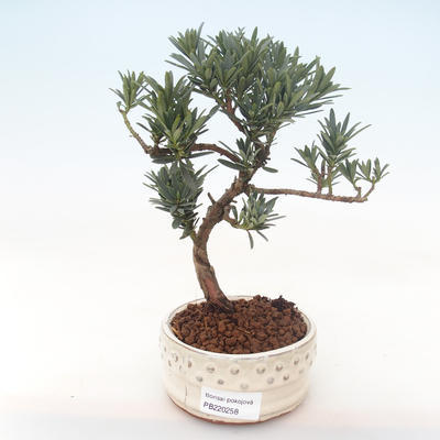 Pokojová bonsai - Podocarpus - Kamenný tis PB220258