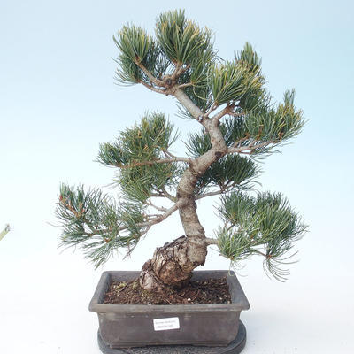 Pinus parviflora - borovice drobnokvětá VB2020-125 - 1