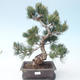 Pinus parviflora - borovice drobnokvětá VB2020-125 - 1/3