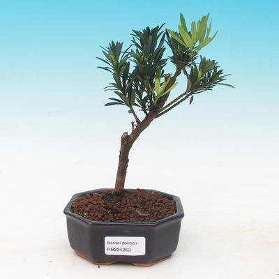 Pokojová bonsai - Podocarpus - Kamenný tis - 1