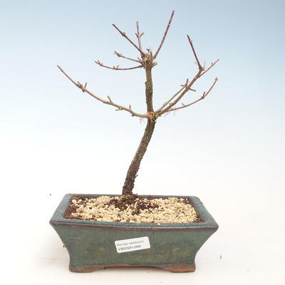 Venkovní bonsai - Metasequoia glyptostroboides - Metasekvoje čínská VB2020-268 - 1