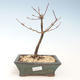 Venkovní bonsai - Metasequoia glyptostroboides - Metasekvoje čínská VB2020-268 - 1/2
