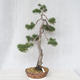 Venkovní bonsai - Pinus Sylvestris - Borovice lesní - 1/5