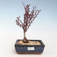 Venkovní bonsai - Berberis thunbergii Atropurpureum  - Dřištál VB2020-271 - 1/2