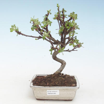 Venkovní bonsai - Malus halliana -  Maloplodá jabloň VB2020-283 - 1