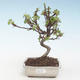 Venkovní bonsai - Malus halliana -  Maloplodá jabloň VB2020-283 - 1/4