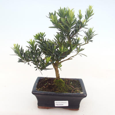 Pokojová bonsai - Podocarpus - Kamenný tis PB220284
