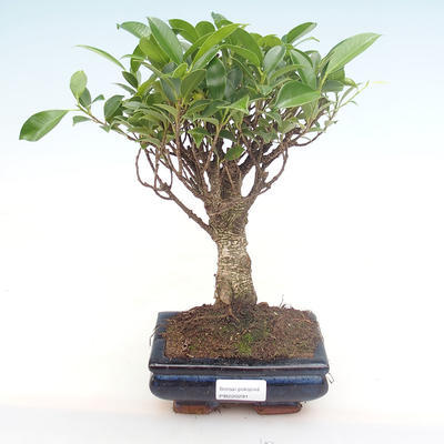 Pokojová bonsai - Ficus retusa -  malolistý fíkus PB220291 - 1