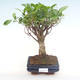 Pokojová bonsai - Ficus retusa -  malolistý fíkus PB220291 - 1/2
