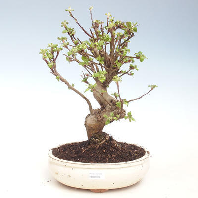 Venkovní bonsai - Malus halliana -  Maloplodá jabloň VB2020-296 - 1