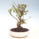 Venkovní bonsai - Malus halliana -  Maloplodá jabloň VB2020-296 - 1/4