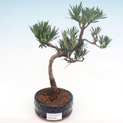 Pokojová bonsai - Podocarpus - Kamenný tis PB220300