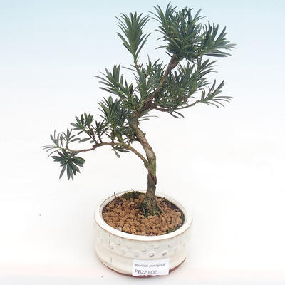 Pokojová bonsai - Podocarpus - Kamenný tis PB220302
