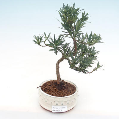 Pokojová bonsai - Podocarpus - Kamenný tis PB220304