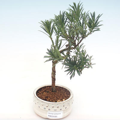 Pokojová bonsai - Podocarpus - Kamenný tis PB220305