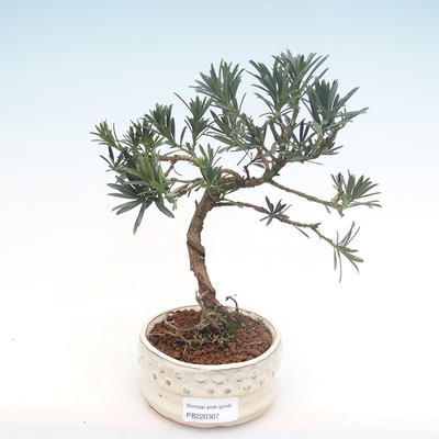 Pokojová bonsai - Podocarpus - Kamenný tis PB220307
