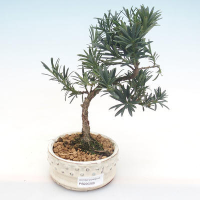 Pokojová bonsai - Podocarpus - Kamenný tis PB220308