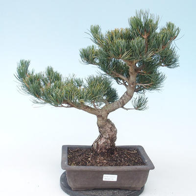 Pinus parviflora - borovice drobnokvětá VB2020-130 - 1