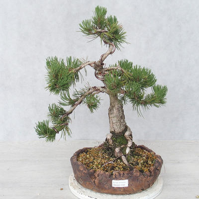 Venkovní bonsai - Pinus Mugo - Borovice kleč - 1