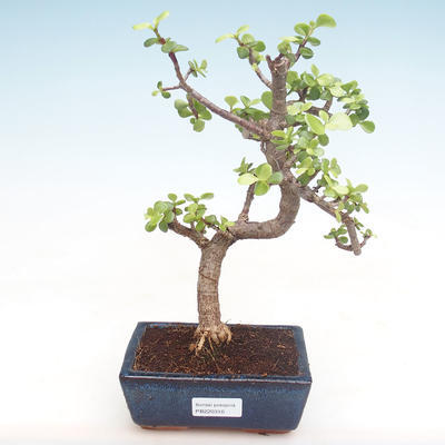 Pokojová bonsai - Portulakaria Afra - Tlustice PB220310 - 1