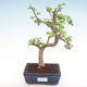 Pokojová bonsai - Portulakaria Afra - Tlustice PB220310 - 1/2