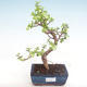 Pokojová bonsai - Portulakaria Afra - Tlustice PB220311 - 1/2