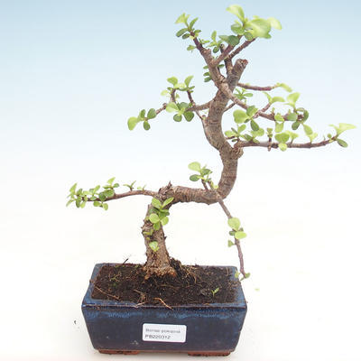 Pokojová bonsai - Portulakaria Afra - Tlustice PB220312 - 1