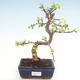 Pokojová bonsai - Portulakaria Afra - Tlustice PB220312 - 1/2