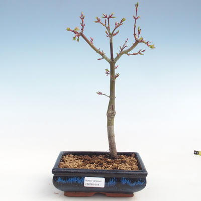 Venkovní bonsai - Acer palmatum SHISHIGASHIRA- Javor malolistý VB2020-318 - 1