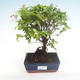 Pokojová bonsai - Sagerécie thea - Sagerécie thea  PB220321 - 1/4