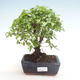Pokojová bonsai - Sagerécie thea - Sagerécie thea  PB220322 - 1/4