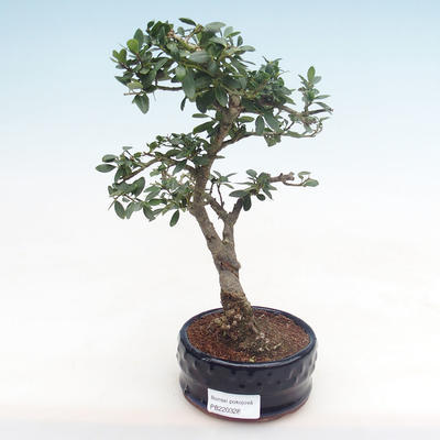 Pokojová bonsai - Ilex crenata - Cesmína PB220328