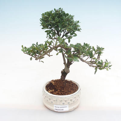 Pokojová bonsai - Ilex crenata - Cesmína PB220330