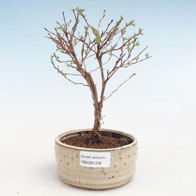Venkovní bonsai-Mochna křovitá - Potentila Jolina žlutá VB2020-336 - 1