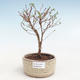 Venkovní bonsai-Mochna křovitá - Potentila Jolina žlutá VB2020-336 - 1/2