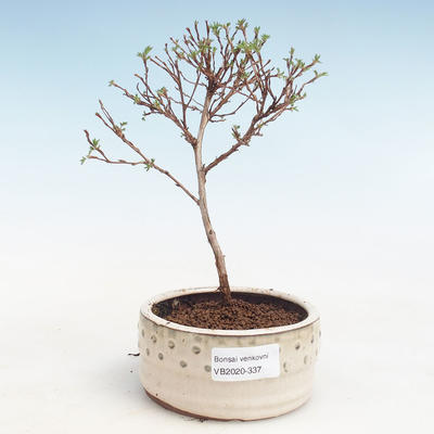 Venkovní bonsai-Mochna křovitá - Potentila Jolina žlutá VB2020-337 - 1