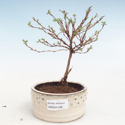 Venkovní bonsai-Mochna křovitá - Potentila Jolina žlutá VB2020-338 - 1
