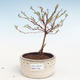 Venkovní bonsai-Mochna křovitá - Potentila Jolina žlutá VB2020-338 - 1/2