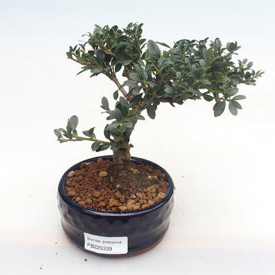 Pokojová bonsai - Ilex crenata - Cesmína PB220339