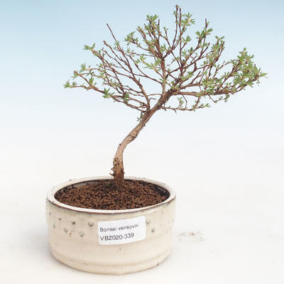Venkovní bonsai-Mochna křovitá - Potentila Jolina žlutá VB2020-339 - 1