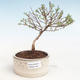 Venkovní bonsai-Mochna křovitá - Potentila Jolina žlutá VB2020-339 - 1/2