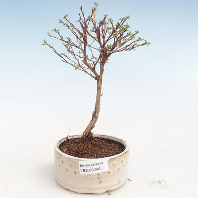 Venkovní bonsai-Mochna křovitá - Potentila Jolina žlutá VB2020-340 - 1