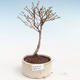 Venkovní bonsai-Mochna křovitá - Potentila Jolina žlutá VB2020-340 - 1/2