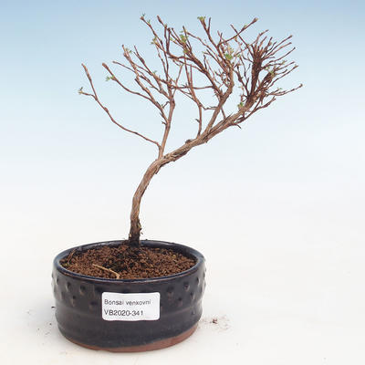 Venkovní bonsai-Mochna křovitá - Potentila Jolina žlutá VB2020-341 - 1