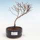 Venkovní bonsai-Mochna křovitá - Potentila Jolina žlutá VB2020-341 - 1/2