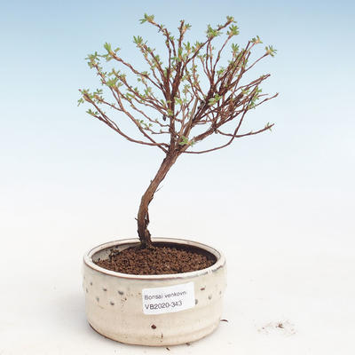 Venkovní bonsai-Mochna křovitá - Potentila Jolina žlutá VB2020-343 - 1