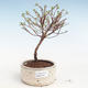 Venkovní bonsai-Mochna křovitá - Potentila Jolina žlutá VB2020-343 - 1/2