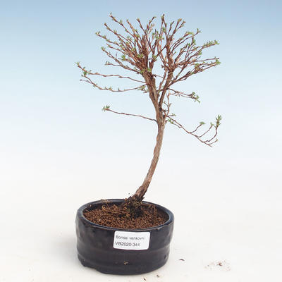 Venkovní bonsai-Mochna křovitá - Potentila Jolina žlutá VB2020-344 - 1